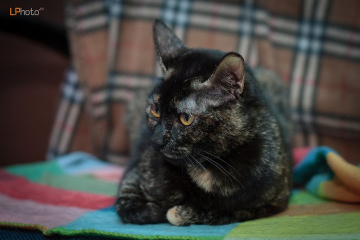 Kira
