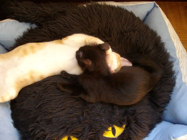 Noche adoptada