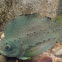 Lumpfish