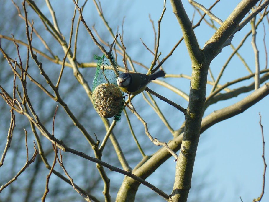 oiseaux%20010.JPG