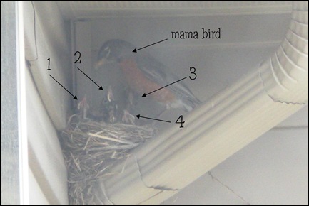 birds labeled