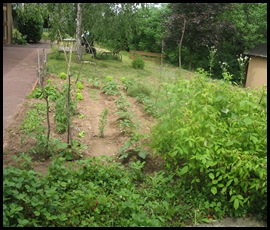 jardin juin 2010 056