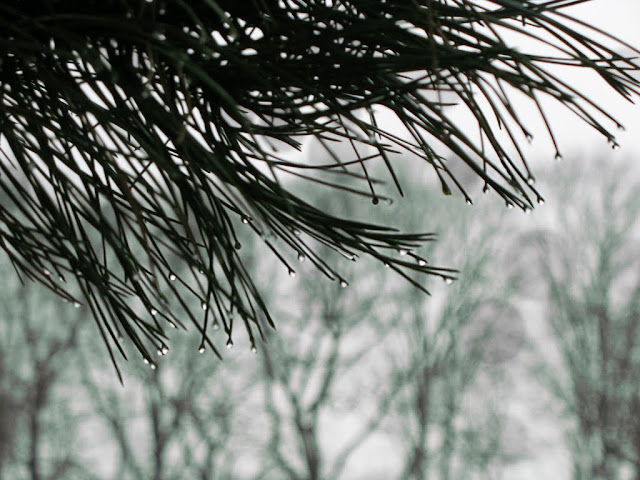 Dusseldorf Pines - 365 photo paths
