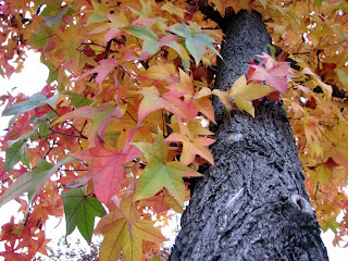 Foliage Colors from Late Autumn - 365 photo paths