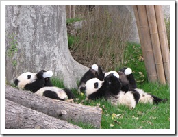 2048 China - Chengdu - Panda Breeding Center