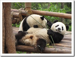1953 China - Chengdu - Panda Breeding Center