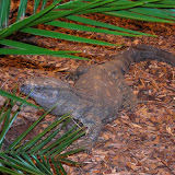 fischundreptil1.jpg