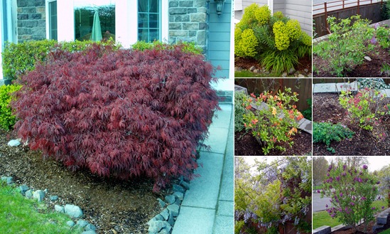 View Spring Flowers and Shrubs
