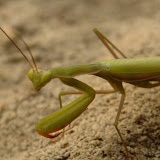 senda 25: la escalada de la mantis