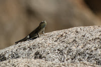 DSC01088.JPG (Desert Sands Mobile Home Park, California, United States) Photo