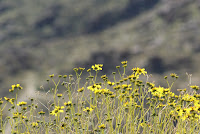 DSC01063.JPG (Desert Sands Mobile Home Park, California, United States) Photo