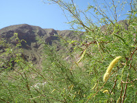 P3202041.JPG (Desert Sands Mobile Home Park, California, United States) Photo