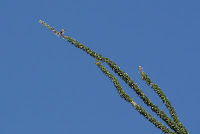 DSC01078.JPG (Desert Sands Mobile Home Park, California, United States) Photo