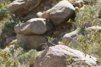DSC01119.JPG (Desert Sands Mobile Home Park, California, United States) Photo