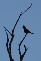 DSC01157.JPG (Hellhole Palms, California, United States) Photo