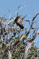 DSC01168.JPG (Hellhole Palms, California, United States) Photo