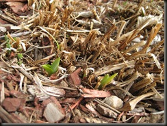 IMG_1274 IMG_1274