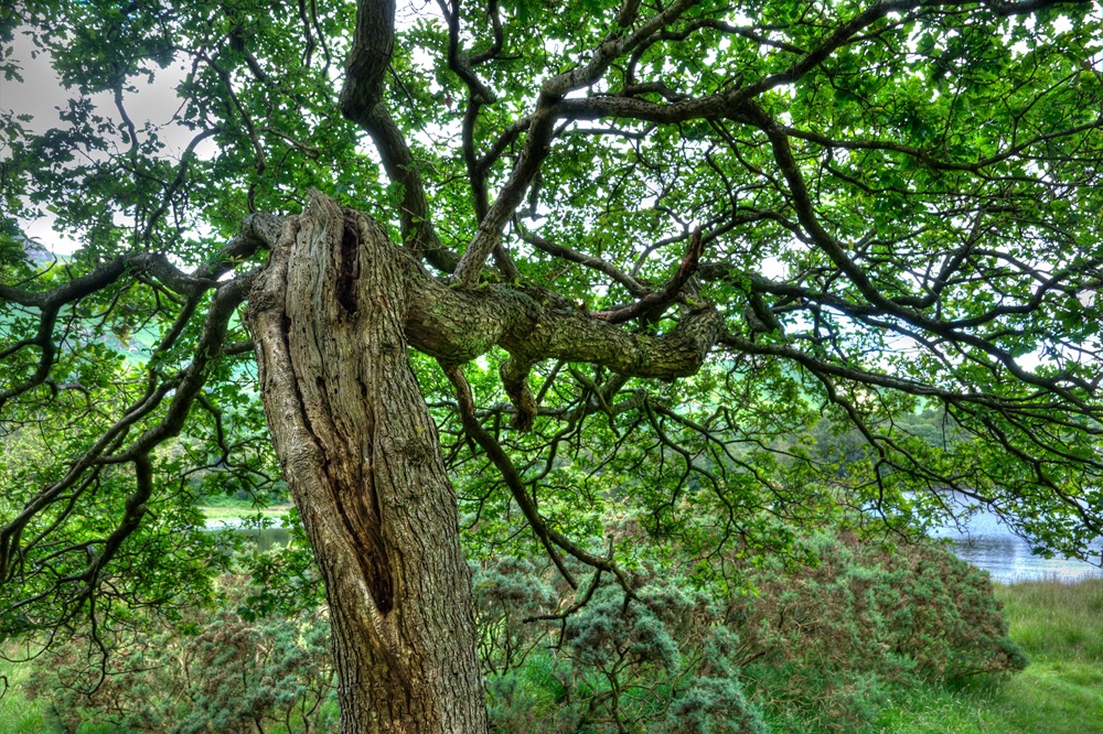 [wounded tree dying from within at derwentwater[8].jpg]