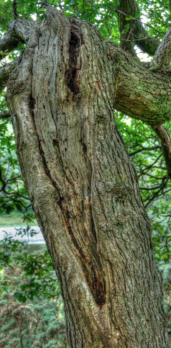 [damaged tree with decay and woodworm close up[7].jpg]