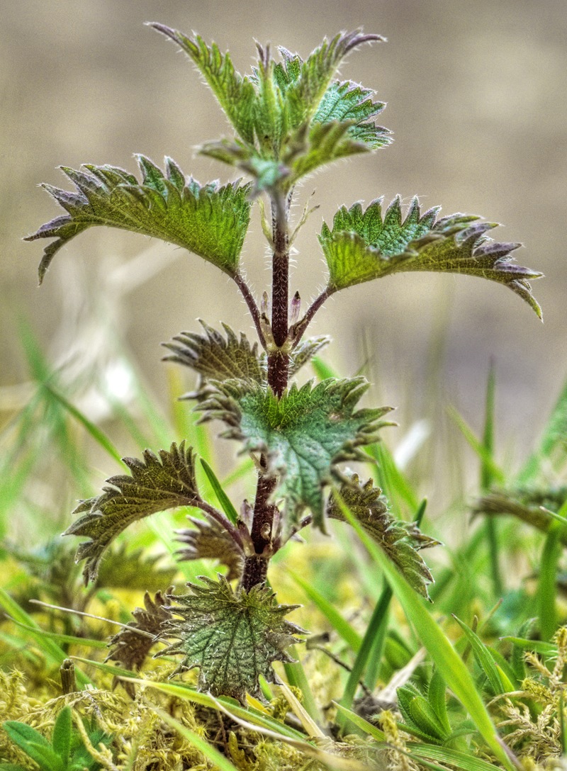 [stinging nettle copy[6].jpg]