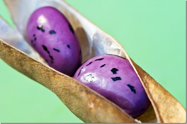 runner bean seeds in open pod copy