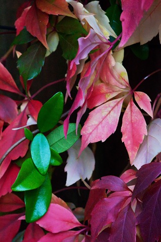 [evergreen leaves and leaves turning red[6].jpg]