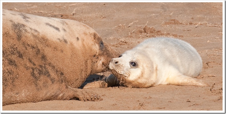 seal pup and mother