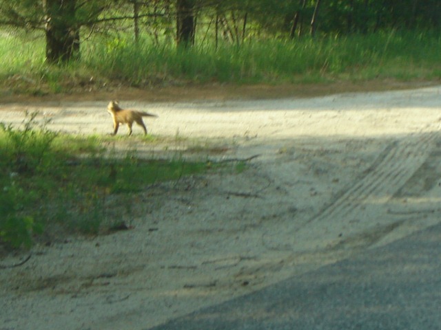 [baby fox on Mayall road1[4].jpg]