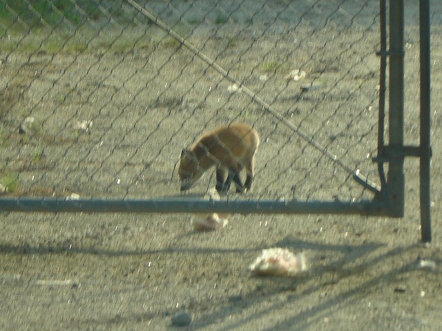[baby fox on Mayall road2[4].jpg]