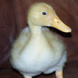 Zachary's Duck