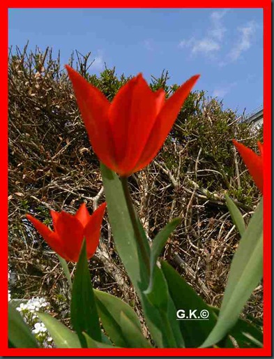 x Tulpe x Tulpe