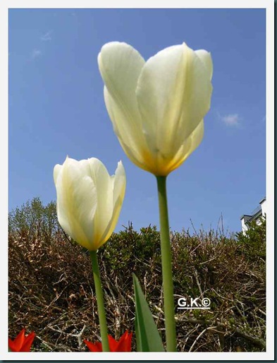 x Tulpe. weiß a x Tulpe. weiß a