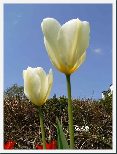 x Tulpe. weiß a