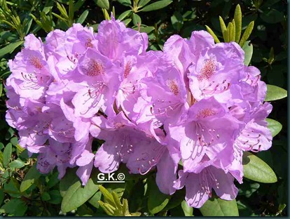 Blume Blume