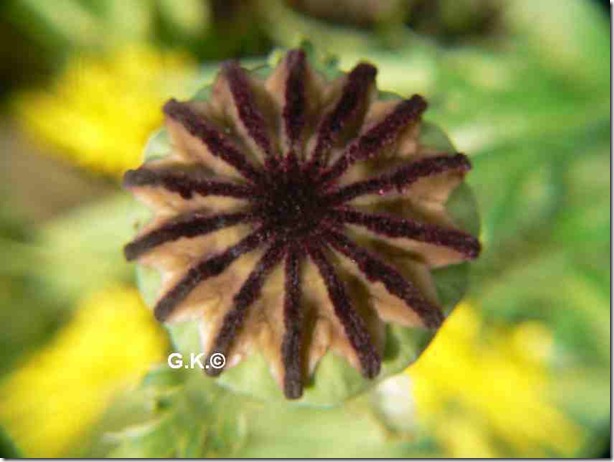 Mohn g Mohn g