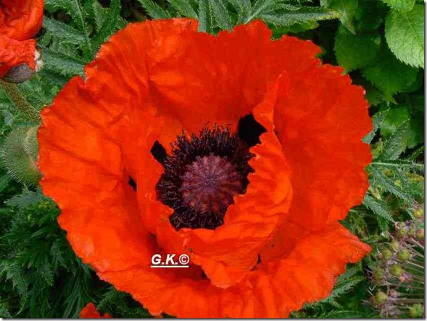 Mohn b