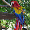 006 - La Antigua - Hotel Casa Santo Domingo, guacamaya.JPG