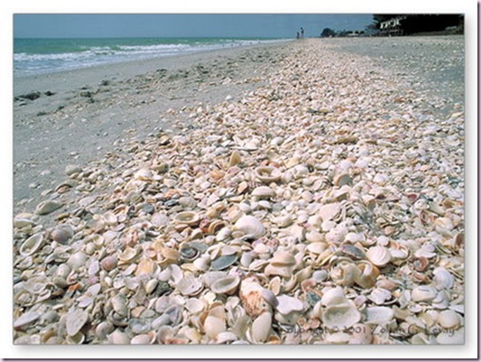 ShellBeach