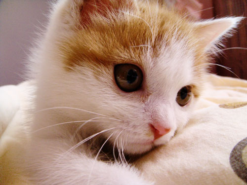 DSC00113.jpg