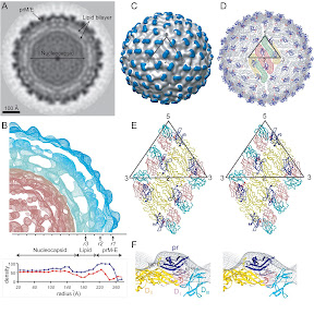 dengue virus