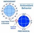 antioxidant