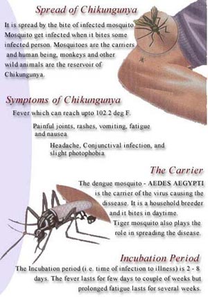 chikungunya