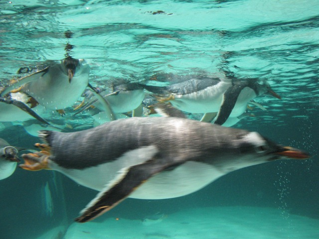 [melbournezoooct20100572.jpg]