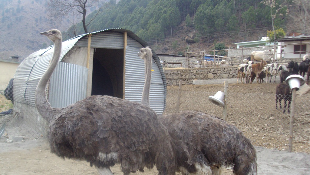 [Farm-Mansehra3.jpg]
