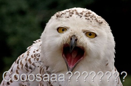 633986321155420360-Whaaat 633986321155420360-Whaaat