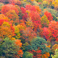 Identifying Trees & Unique Plants in the SE, Season by Season