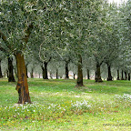 olivi002.jpg