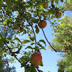 IMG_8634.jpg