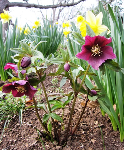 [hellebores[3].jpg]
