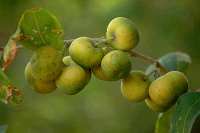 نقره لتكبير أو تصغير الصورة ونقرتين لعرض الصورة في صفحة مستقلة بحجمها الطبيعي